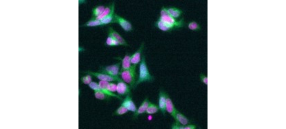 regular-cell-staining-image