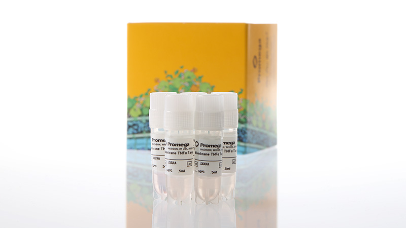 j3335-membrane-tnfa-target-cells-5x-3