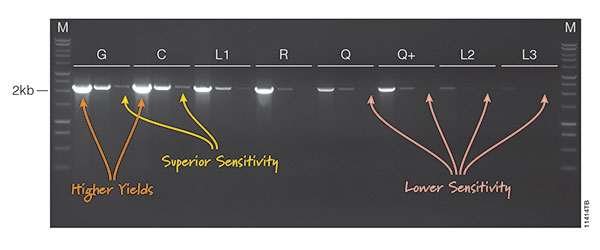 Hot start taq polymerse gives hiqher yield and greater sensitivity