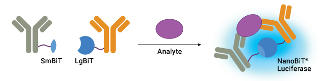 Schematic of Lumit® IL-8 Immunoassay concept showing LgBiT and SmBiT binding protein binding to IL-8 and forming NanoBiT® Luciferase.