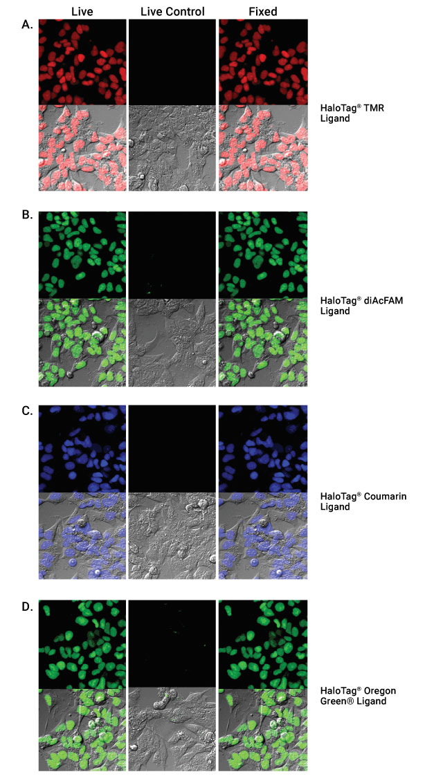 Live Cell Labeling with Fluorescent HaloTag Ligands
