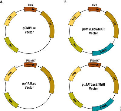 Schematic of plasmids used in this study.