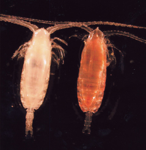 Neocalanus cristatus collected in Oyashio region (Western Subarctic Pacific).