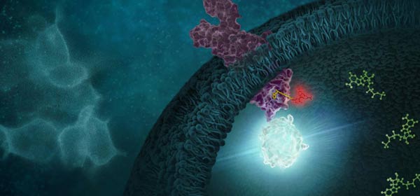 Probing Target Compound Live-Cell Interactions